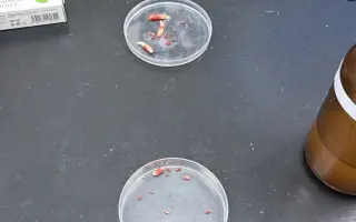 Kočky vrní, faktury křičí. Pomozte MonPet z.s. dál zachraňovat kočičí životy.