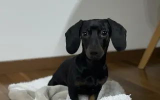 Pomoc pro jezevčíka Čendu po akutní operaci