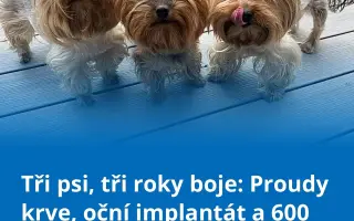 Pomozme Welle po nálezech rakoviny vidět, Daře k pohybu a Willymu ke zdraví