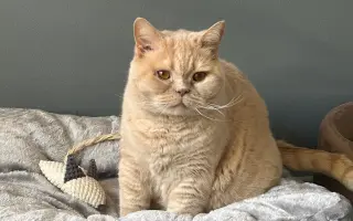 Pomozme Jambimu s potřebnou léčbou