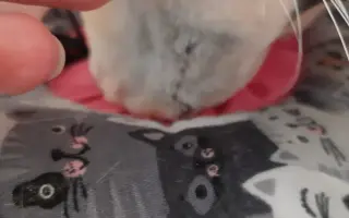 Pomoc pro Honzíka, kterého někdo střelil přímo do tlamičky