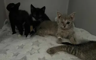 Prosba o příspěvek na nákup krmiva a steliva pro kočičky z Píšánku
