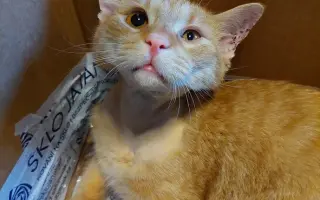 Míša s Honzou prosí za Ignáce, kocourka bojujícího s nepřízní osudu