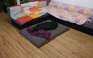 Pomozme Elince znovu chodit bez bolesti: Boj s přetrženými vazy