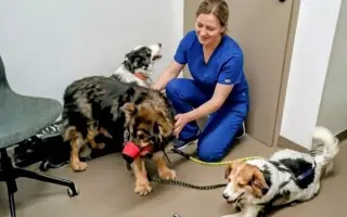 POMOC PRO FOXÍČKA, ASPENA A TAFFY-JACKA