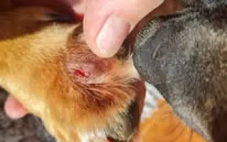 Pomohli jste Macíkovi na cestě k životu bez bolesti