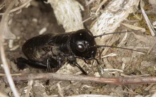 Staňte se spolupachatelem nové detektivky pro děti - NEJEN VOSA LÍTÁ BOSA