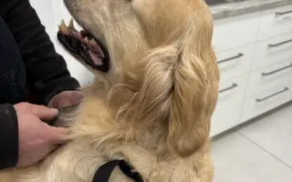 Zlatý Artur a jeho boj s mastocytomy