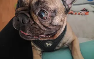 Operace očí a endoskopie pro buldočka Edu