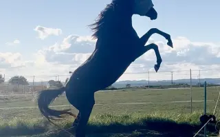 Mimi: Klisna, která mi zachránila život. Pomůžete mi zachránit její zrak?