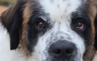 Totální endoprotéza kyčlí pro Balů: Dopřejme ji šťastný psí život bez bolestí