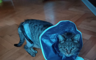 Prosíme pomozte financovat operaci postřelené kočičky z Říčan!