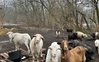 Oprava studny, aby zvířátka v azylu měla dostatek čisté vody