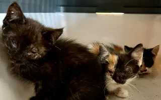 POMOZTE NÁM ZASTAVIT KRUH KOČIČÍHO UTRPENÍ. Víme jak na to, ale bez vás to nezvládneme.