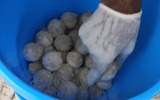 Pomozte chránit mořské želvy na jihu Keni