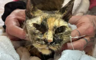 Kočky vrní, faktury křičí. Pomozte MonPet z.s. dál zachraňovat kočičí životy.