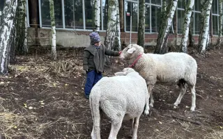 Krmení a seno pro zachráněná zvířata