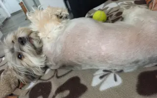 Pomoc nejlepšímu parťákovi Charliemu v boji s nemocí