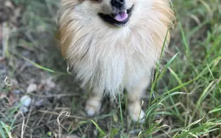 Pomoc pro Chipa, aby mohl opět vesele běhat