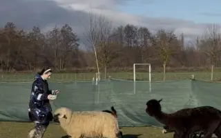 Pomozte beránkovi Knedlíčkovi opět běhat s dětmi.🤍
