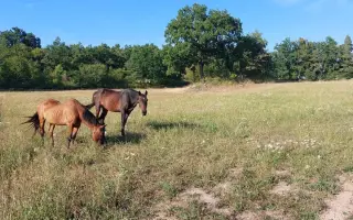Pomoc pro spolek Kapka pro tlapky