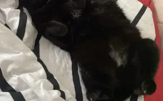 Pomozte uhradit vyšetření pro kočičku Kofi