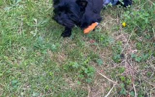 Pro Tobyho na veterinární péči a rehabilitace