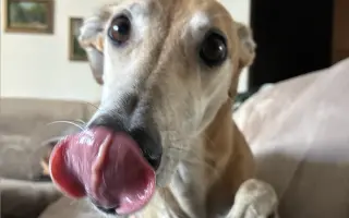 Prosíme o pomoc Tequile po operaci plíce, aby mohla dále skotačit