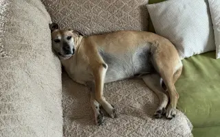 Aby tu s námi Caramelka byla déle💛🧡🤎