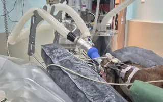 Akutní operace a pooperační péče Lucase