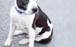 Pomáháme opuštěným a týraným psům najít cestu domů 🩷