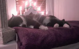 Pomozte prosím Daisy znovu dýchat ❤️