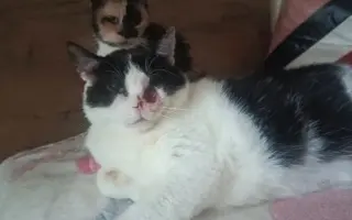 Zachraňme společně domov pro kočičky!