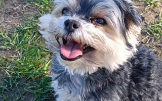 Pomoc pro Čika: boj s Cushingovým syndromem