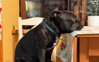 Pomozme Bexovi znovu volně dýchat 🐾