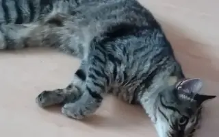 Pomozme Mikymi s náklady na veterinární péči