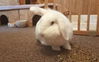 Pomozme králíčkovi Monince k životu bez bolesti