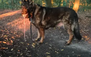 Pomoc Furině v boji s lupusem (SLE)
