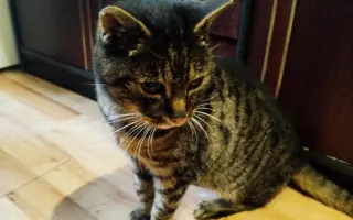 Kočičky Teta a Babča si zaslouží život bez bolesti