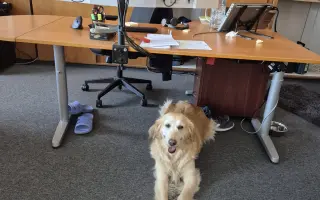 Za každé další ráno s Daisy 🐾