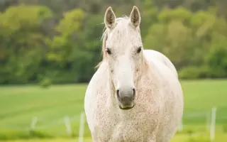 Veterinární péče a krmivo pro svěřence v útulku