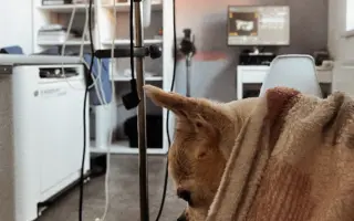 Zachraň čivaví babičku Amy
