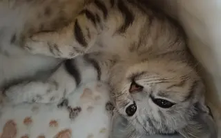 Pomohli jste koťátku Máše