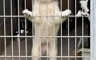 Pipety, obojky, postřiky a další antaparazitika pro psy