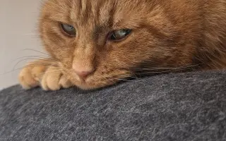 9 nalezených Lásek