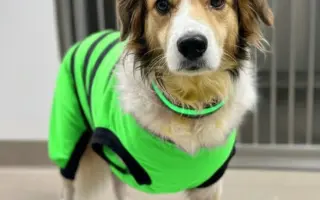 POMOC PRO FOXÍČKA, ASPENA A TAFFY-JACKA