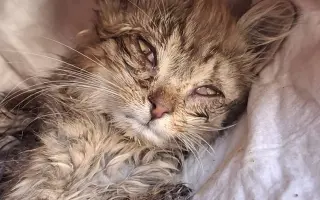 Pomoc pro kočky a koťátka Kočky u Katky