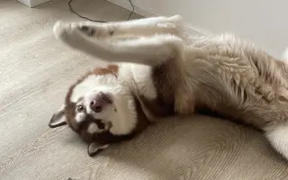 Dinno psík s epilepsií