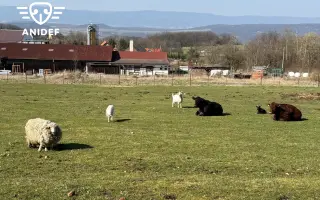 Pomozte nám zajistit seno pro naše krávy, kozy a ovečku