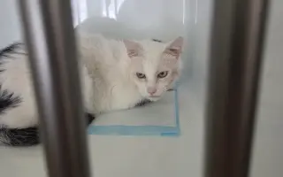 Staňte se nadějí pro kočičky bez domova